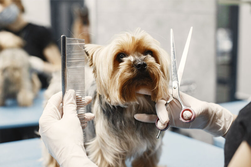 Especialista pet para banho e tosa eficiente